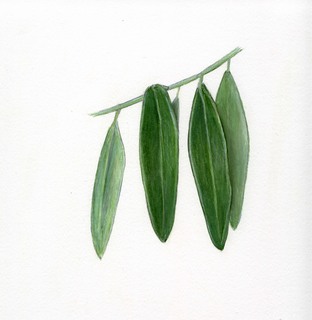 25.Elaeagnus angustifolia, _leaves.320.jpg