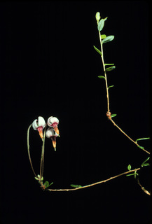 15.Vaccinium oxycoccos, _leaf_and_flower, _ZG12.320.jpg