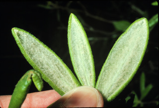 16.Ledum groenlandicum, _leaf, _ZG16.320.jpg