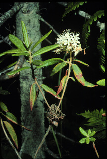 17.Ledum groenlandicum, _leaf_and_flower, _ZH20.320.jpg