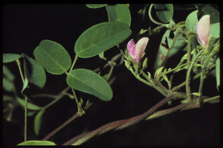 38.Galactia volubilis, _leaf_+_flower_+_fruit, _GY.320.jpg