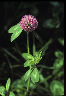 46.Trifolium pratense, _leaf_+_flower, _EQ32.320.jpg