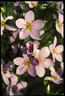 72.Sabatia angularis, _flower, _EW37.320.jpg