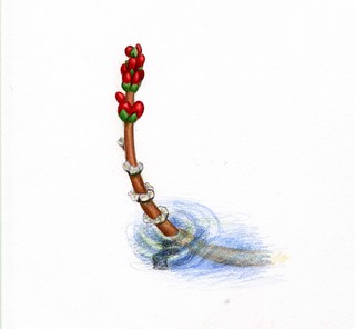 29.Myriophyllum spicatum, _flowering_spike.320.jpg