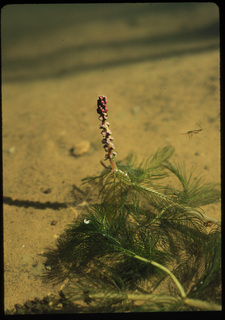 83.Myriophyllum spicatum, _plant_+_flower, _II23.320.jpg