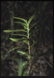 84.Proserpinaca palustris, _leaf_+_flower, _MD9.320.jpg