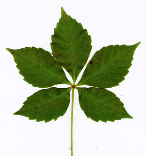 12.Aesculus sp, _leaf.320.jpg
