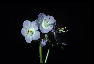 97.Phacelia bipinnatifida, _flower, _XT18.320.jpg