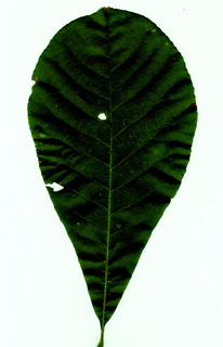 04.Carya sp, _leaf.320.jpg