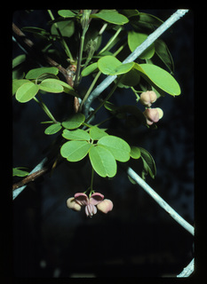 54.Akebia quinata, _leaf_and_flower, _QX34.320.jpg