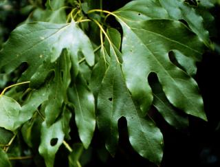 Mature leaves on S. albidum