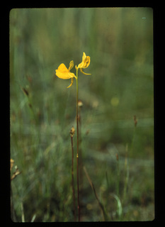 61.Utricularia cornuta, _leaf_and_flower, _FF4.320.jpg
