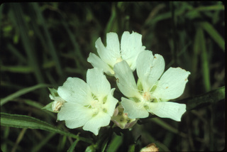 12.Callirhoe alcaeoides, _flower, _GY.320.jpg