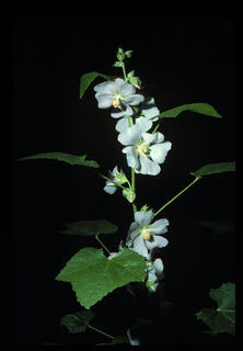 18.Iliamna rivularis, _leaf_+_flower, _PL33.320.jpg