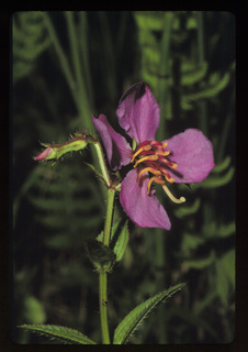25.Rhexia virginica, _leaf_+_flower, _GY.320.jpg