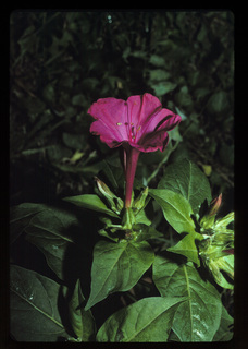 37.Mirabilis jalapa, _leaf_+_flower, _ND9.320.jpg