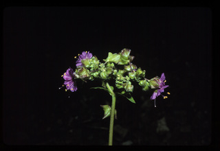 38.Mirabilis nyctaginea, _flower, _RC28.320.jpg