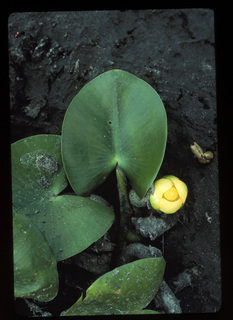 39.Nuphar variegata, _leaf_+_flower, _KF31.320.jpg