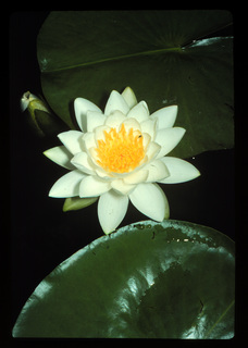 40.Nymphaea odorata, _flower_+_leaf, _SE3.320.jpg