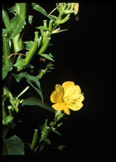 49.Oenothera biennis, _leaf_+__flower_fruit, _QQ19.320.jpg