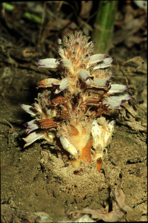 07.Orobanche ludoviciana, _plant_+_flower, _GY.320.jpg
