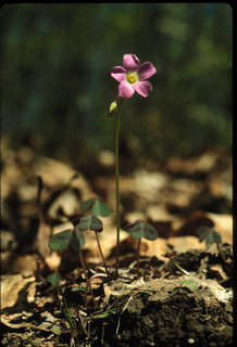 09.Oxalis violacea, _flower, _JB5.320.jpg