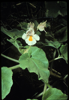 17.Proboscidea louisianica, _leaf_+_flower, _QS3.320.jpg