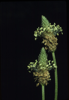 20.Plantago lanceolata, _flower, _GY.320.jpg