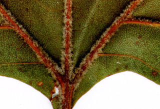 01.Platanus occidentalis_leaf_bottom.320.jpg