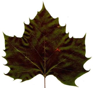 02.Platanus occidentalis, _leaf.320.jpg