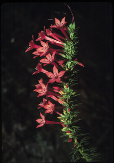 25.Ipomopsis rubra, _flower, _FA71.320.jpg