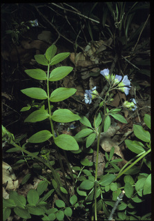 27.Polemonium reptans, _leaf_+_flower, _TD1.320.jpg