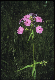 28.Phlox glaberrima, _leaf_+_flower, _TM2.320.jpg
