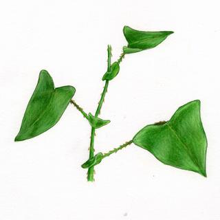 Polygonum perfoliatum, _leaves_and_stems.JP80279_52.320.jpg