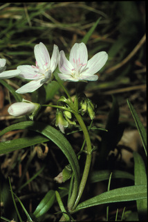 55.Claytonia virginica, _leaf_+_flower, _GY.320.jpg
