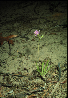 57.Phemeranthus rugospermus, _plant, _SJ9.320.jpg