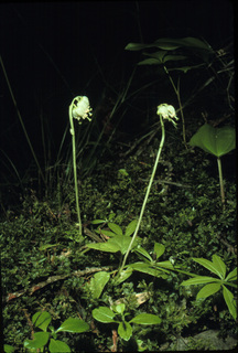 72.Orthilia secunda, _plant_+_flower, _TU24.320.jpg