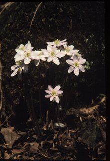 78.Hepatica nobilis, _flower, _CM21.320.jpg