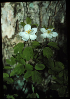 79.Enemion biternatum, _leaf_+_flower, _CM29.320.jpg