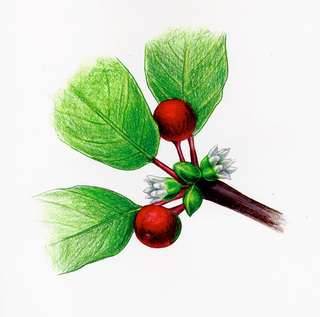 04.Rhamnus frangula, _flower.320.jpg