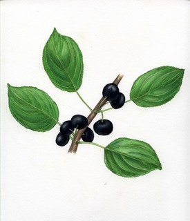 48.Rhamnus cathartica, _leaves_+_berries.320.jpg