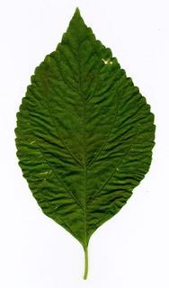 Prunus sp, _leaf.JP80049_57.320.jpg