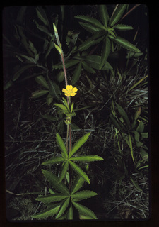 10.Potentilla simplex, _plant_+_leaf_+_flower, _RY16.320.jpg