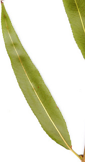 06.Salix nigra_leaf_upper.320.jpg