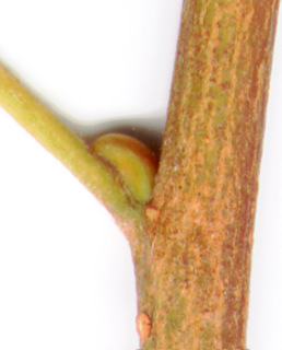 07.Salix nigra_axillary_bud.320.jpg