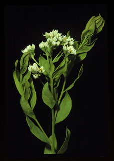 30.Comandra umbellata, _plant_+_leaf_+_flower, _GY.320.jpg