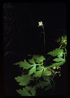 31.Cardiospermum halicacabum, _leaf_+_flower, _QE16.320.jpg