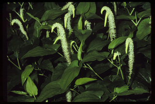 32.Saururus cernuus, _plant_+_leaf_+_flower, _GY.320.jpg