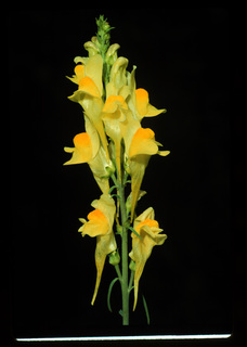 52.Linaria vulgaris, _flower, _GY.320.jpg