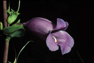 55.Penstemon grandiflorus, _flower, _GY.320.jpg